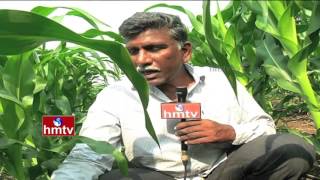 Sweet Corn (Mokka Jonna) Cultivation By Venkateshwar Rao | Nela Talli Weekend | HMTV