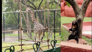 Zoo Park Hyderabad  || NEHRU ZOO , HYDERABAD- HD VIDEO  || Nehru Zoological Park || Zoo Park Safari