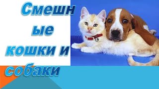 Смешные животные  Смешные кошки и собаки.Заходи-у нас весело!