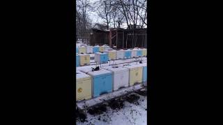 Зимовка пчел в ульях из ппс 22.01.17