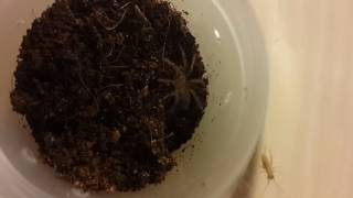 Brachypelma Albopilosum L2 drop summoning / Паук Брахипельма, призыв каплей