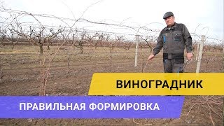 ФОРМИРОВКА ВИНОГРАДА: правильная обрезка в первые годы роста (двухрукавный кордон)