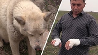 Житель Ингушетии поймал волка голыми руками, защищая своих детей