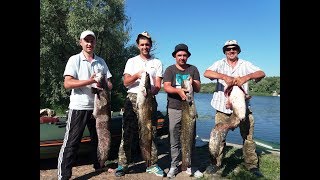 Ловля сома в Черкассах. Сом на квок 2018. Рыбалка на сома. Ловля сома на квок. Catfish / Сом