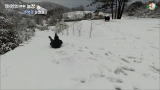 ??하얗게 변한 농장-추억의 눈썰매~~(Snowy farm-Old Sledding)-귀농한 특전사의 농장
