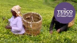 Watch this Online Field Trip to see how tea gets from the plant to our teapots