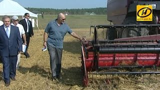 Лукашенко поставил задачу завершить уборку полеглых хлебов в кратчайшие сроки