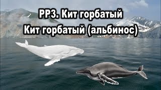 РР3. Кит горбатый. Кит горбатый (альбинос). Прокачка. Особенности ловли. Кит серый.