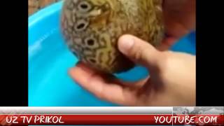 ALLAXNING mojizasa xamma korsin - аллахниг можизаси хамма корсин