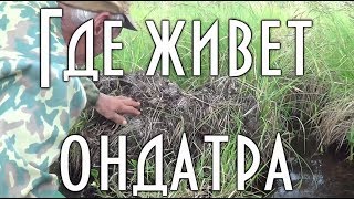 ? ГДЕ ЖИВЕТ ОНДАТРА, места обитания канадского зверька, хатка, как она расплодилась