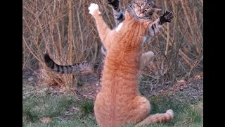 Драка котов