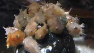 アクアマリンふくしま ナメダンゴ