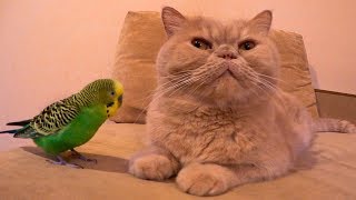 Смешной попугай разговаривает с котом. Забавные животные  ヅ