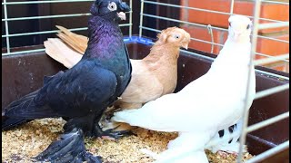 Узбекские летные двухчубые голуби в Карелии | Uzbek pigeons in Karelia