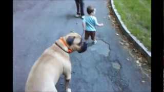 1 Year Old Is Walking 140Lb Bullmastiff