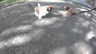 Shih Tzu das erste mal an der Leine mit  7 1/2  Wochen