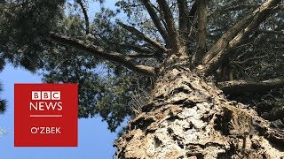 Ишонмайсиз, аммо...дарахтлар бир-бирлари билан сўзлашади...- BBC Uzbek