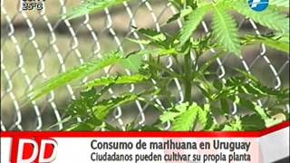 Uruguay: ciudadanos cultivan su propia planta de marihuana 27/01/2015