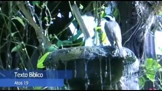 Novo Testamento de Carreirinha: Atos 19