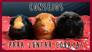 ? Especial 1000 SUSCRIPTORES: Consejos para juntar cobayas ? (PARTE 2) ?