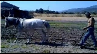 Αυλάκωμα πατάτας με άλογο στην Καλλονή