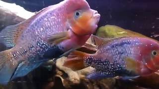 Цихлазома радужная (Cichlasoma synspilum)