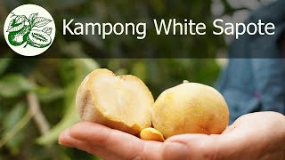 The Kampong White Sapote is self fertile and produces and abundant crop of sweet, tasty, fruit.