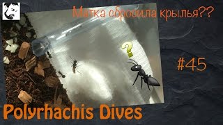 Крылатые матки + Ответы на вопросы // муравьи Polyrhachis Dives / Messor structor // #45
