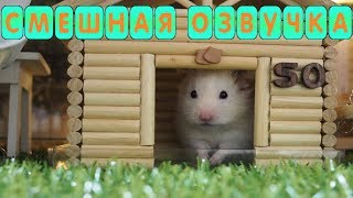 ХОМКИ СМЕШНАЯ ОЗВУЧКА приколы с хомячками ДЖУНГАРИКАМИ!