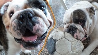 Stubborn cute English Bulldog playing with his ball