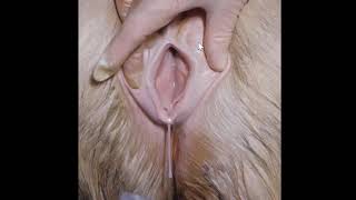 Gross Pathology of the Reproductive Tract 5   - Vagina and Vulva