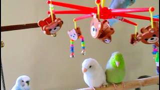Relaxing with my birds - Kiwi will return home soon