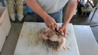 Featherman Tutorial: Cutting up a chicken with Daniel Salatin