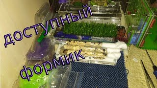 Обзор формикария от "Доступное жилье для муравьев".Заселение жука знахаря