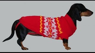 Вязаная одежда для собак! Простой свитер для собаки! Вязаная одежда для собак своими руками