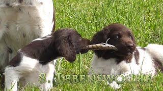 Kleine Münsterländer Welpen - Im Alter von 8 Wochen - der letzte gemeinsame Ausflug
