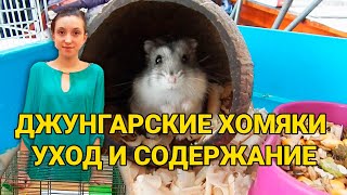 Джунгарские хомяки - уход и содержание