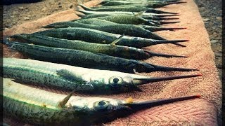 Garfish madness | Outer Harbour