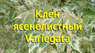 Клен ясенелистный Вариегата. Краткий обзор, описание характеристик acer negundo Variegata