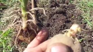 слишком ранняя посадка картофеля где логика