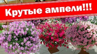 Опять обман!!! Что надо знать об ампельных петуниях? Как ухаживать, пересаживать, прищипывать?