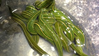 「野生のヒル」を乱獲しまくってみた