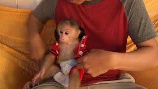 Monkey Baby Shin Wears Diapers and new Clothes to Prepare for going Out
