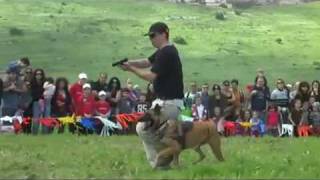 2010 yokneam show HD.mp4 צעדת יוקנעם דבש מופע כלבים כלב תקיפה הגנה