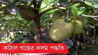 কাঁঠাল গাছের কলম | ২ পদ্ধতিতে কাঁঠাল গাছের কলম পদ্ধতি | How to graft Jackfrute tree