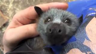 実は可愛いコウモリの動画
