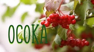 НАД РЕКОЙ КАЛИНА СПЕЛАЯ / Разбор на гармони