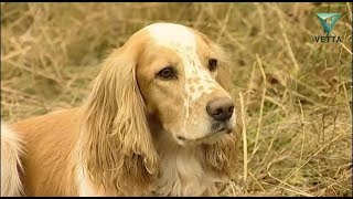 Русский охотничий спаниель