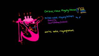Cardiac Valve Regurgitation (Mitral & Aortic)