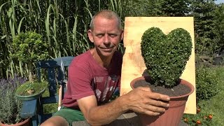 Buchsbaum, Buxus schneiden - Herz gestalten